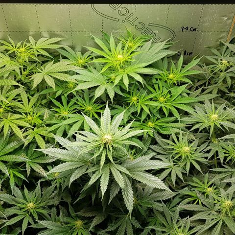 Bruce Banner Auto growlog photo: All going well. Girls just keep doing their job. 
