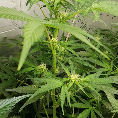 Bruce Banner Auto growlog timeline photo