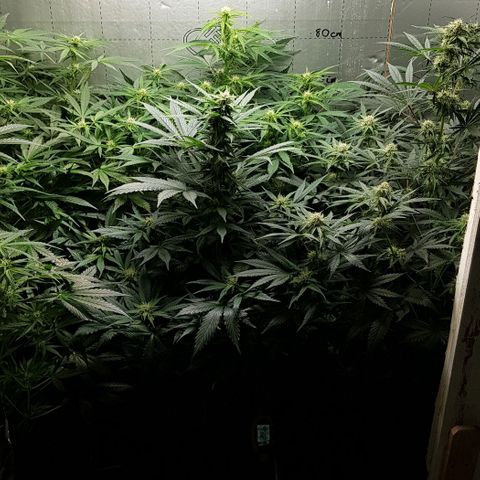 Bruce Banner Auto growlog timeline photo