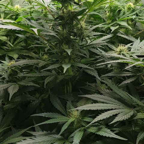 Bruce Banner Auto growlog timeline photo
