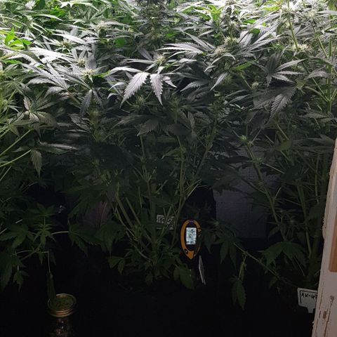 Bruce Banner Auto growlog timeline photo