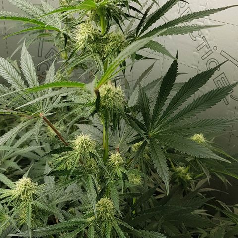 Bruce Banner Auto growlog timeline photo