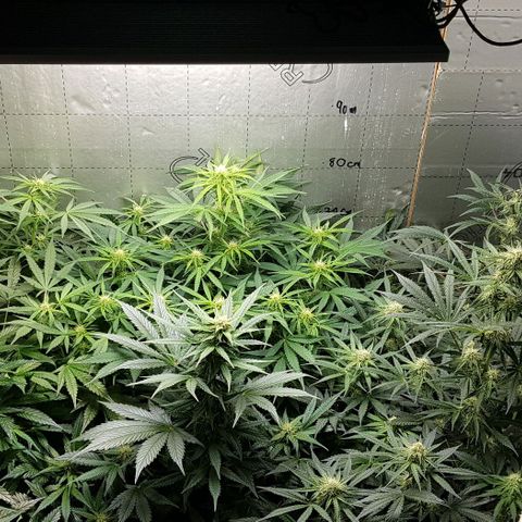 Bruce Banner Auto growlog timeline photo
