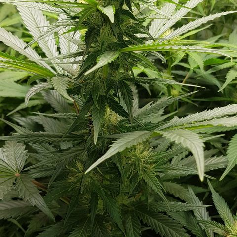 Bruce Banner Auto growlog timeline photo