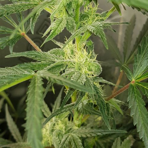Bruce Banner Auto growlog timeline photo