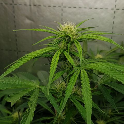 Bruce Banner Auto growlog timeline photo