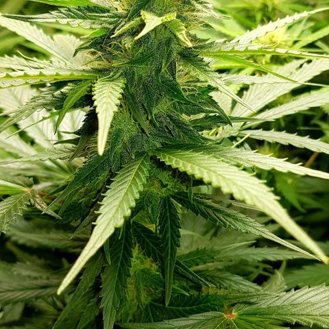Bruce Banner Auto growlog photo: Adjusted extractor fan to 24/7 as to much condensation inside box. 