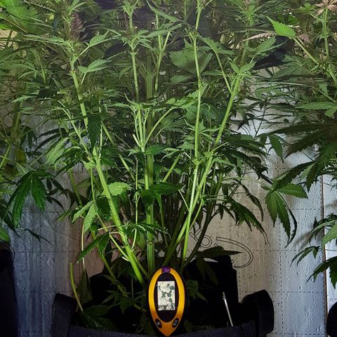 Bruce Banner Auto growlog photo: Adjusted extractor fan to 24/7 as to much condensation inside box. 