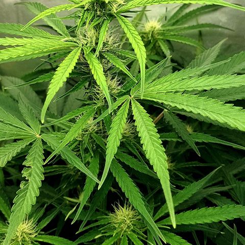 Bruce Banner Auto growlog photo: Adjusted extractor fan to 24/7 as to much condensation inside box. 