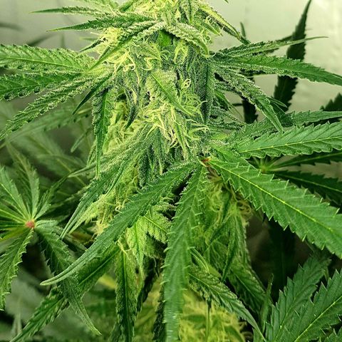 Bruce Banner Auto growlog photo: Adjusted extractor fan to 24/7 as to much condensation inside box. 