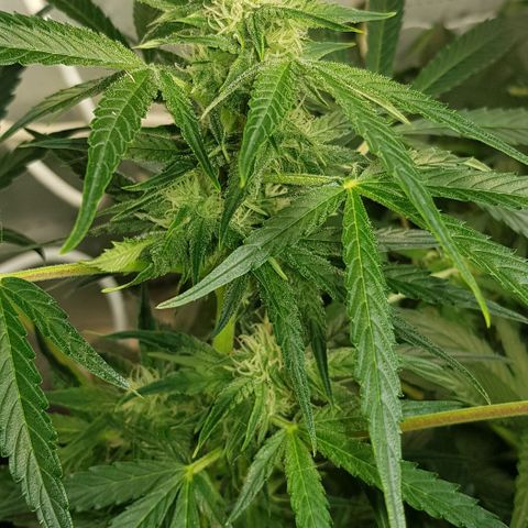 Bruce Banner Auto growlog photo: Adjusted extractor fan to 24/7 as to much condensation inside box. 