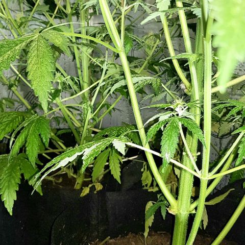 Bruce Banner Auto growlog photo: Adjusted extractor fan to 24/7 as to much condensation inside box. 