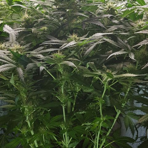 Bruce Banner Auto growlog photo: Adjusted extractor fan to 24/7 as to much condensation inside box. 