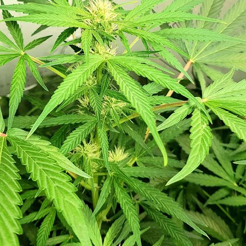 Bruce Banner Auto growlog photo: Adjusted extractor fan to 24/7 as to much condensation inside box. 