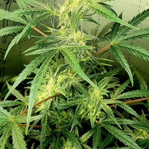 Bruce Banner Auto growlog photo: Adjusted extractor fan to 24/7 as to much condensation inside box. 