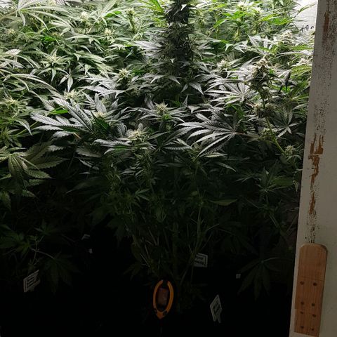 Bruce Banner Auto growlog photo: All's well. Looking very healthy. 