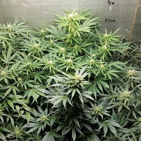 Bruce Banner Auto growlog photo: All's well. Looking very healthy. 