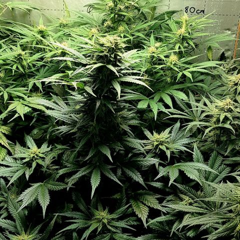 Bruce Banner Auto growlog photo: All's well. Looking very healthy. 