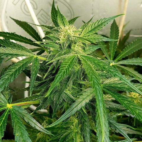 Bruce Banner Auto growlog photo: All's well. Looking very healthy. 