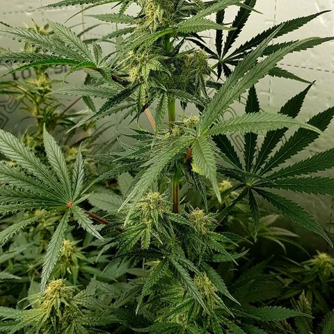 Bruce Banner Auto growlog photo: All's well. Looking very healthy. 