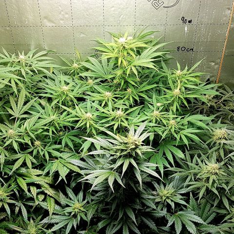 Bruce Banner Auto growlog photo: All's well. Looking very healthy. 