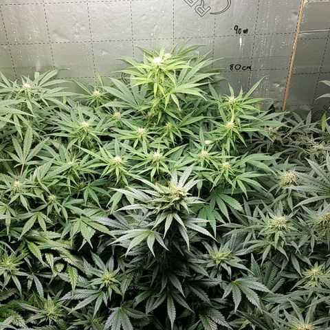 Bruce Banner Auto growlog photo: All's well. Looking very healthy. 