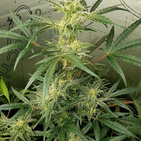 Bruce Banner Auto growlog photo: All's well. Looking very healthy. 