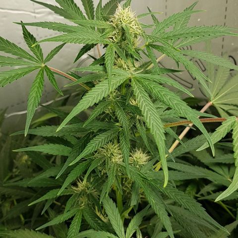Bruce Banner Auto growlog photo: All's well. Looking very healthy. 
