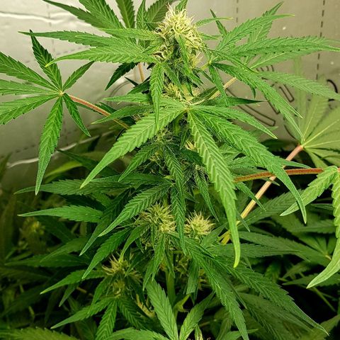 Bruce Banner Auto growlog photo: All's well. Looking very healthy. 
