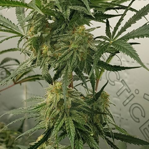 Bruce Banner Auto growlog timeline photo