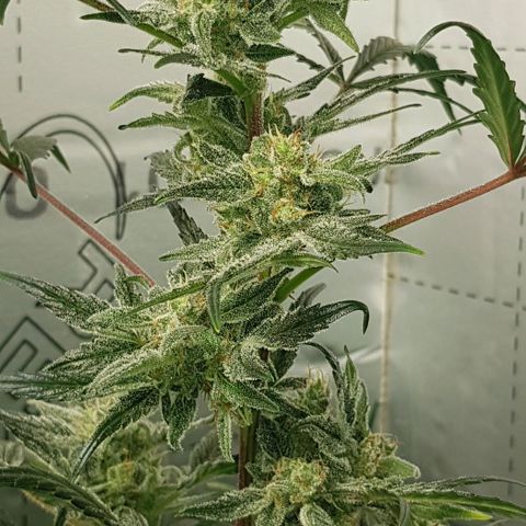 Bruce Banner Auto growlog timeline photo