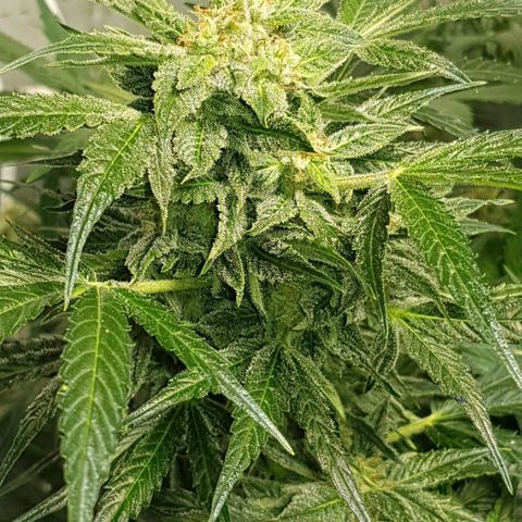Bruce Banner Auto growlog timeline photo