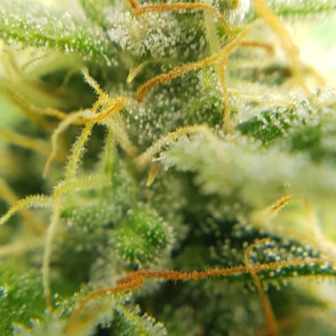 Bruce Banner Auto growlog timeline photo