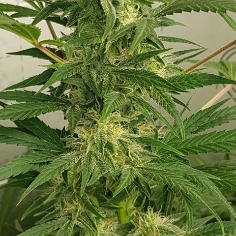 Bruce Banner Auto growlog timeline photo