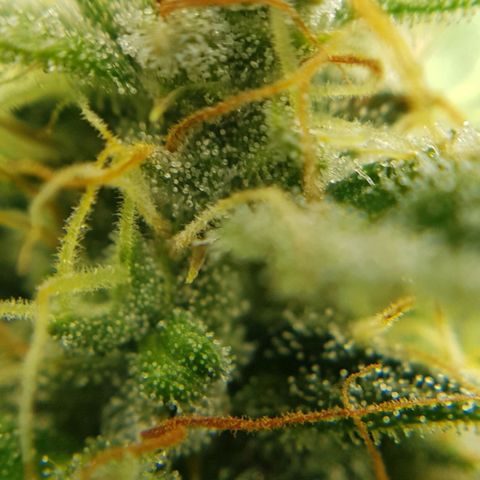 Bruce Banner Auto growlog timeline photo