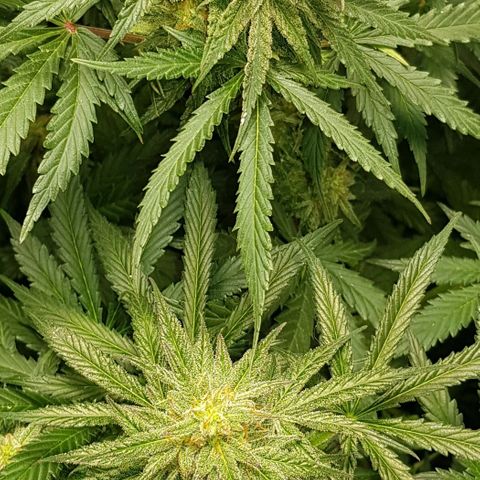 Bruce Banner Auto growlog timeline photo