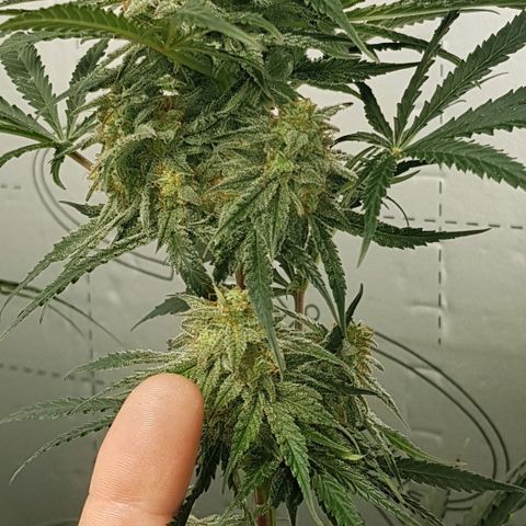 Bruce Banner Auto growlog timeline photo