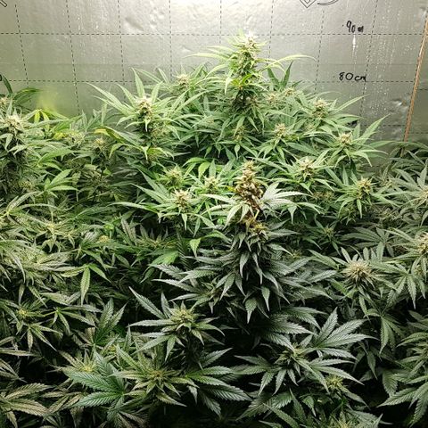 Bruce Banner Auto growlog timeline photo