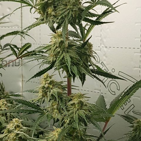 Bruce Banner Auto growlog timeline photo