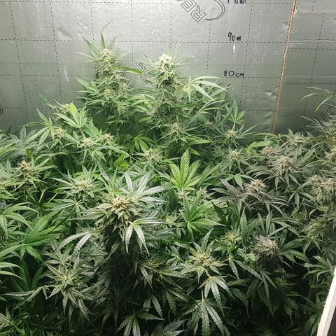 Bruce Banner Auto growlog photo: GSC moved too middle. 
Bruce banner moved too left. 
AK-47 just adjusted a few branches but looks fine. Stints of purple appearing on stem and leaves as per out door grow. 