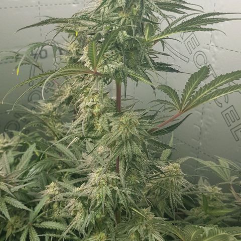 Bruce Banner Auto growlog photo: GSC moved too middle. 
Bruce banner moved too left. 
AK-47 just adjusted a few branches but looks fine. Stints of purple appearing on stem and leaves as per out door grow. 
