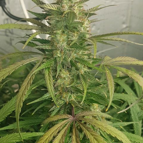 Bruce Banner Auto growlog photo: GSC moved too middle. 
Bruce banner moved too left. 
AK-47 just adjusted a few branches but looks fine. Stints of purple appearing on stem and leaves as per out door grow. 