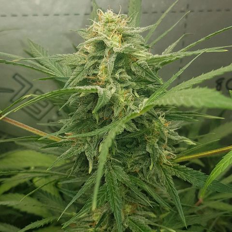 Bruce Banner Auto growlog photo: GSC moved too middle. 
Bruce banner moved too left. 
AK-47 just adjusted a few branches but looks fine. Stints of purple appearing on stem and leaves as per out door grow. 