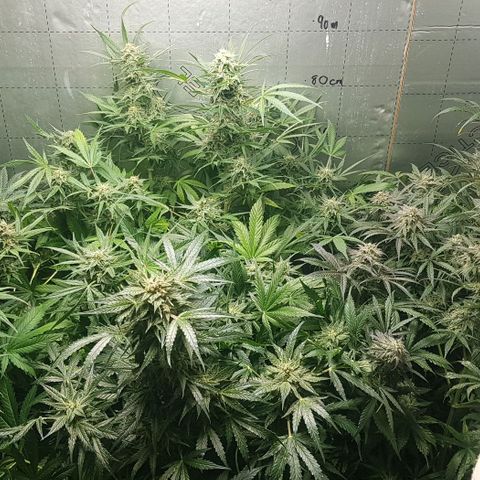 Bruce Banner Auto growlog photo: GSC moved too middle. 
Bruce banner moved too left. 
AK-47 just adjusted a few branches but looks fine. Stints of purple appearing on stem and leaves as per out door grow. 