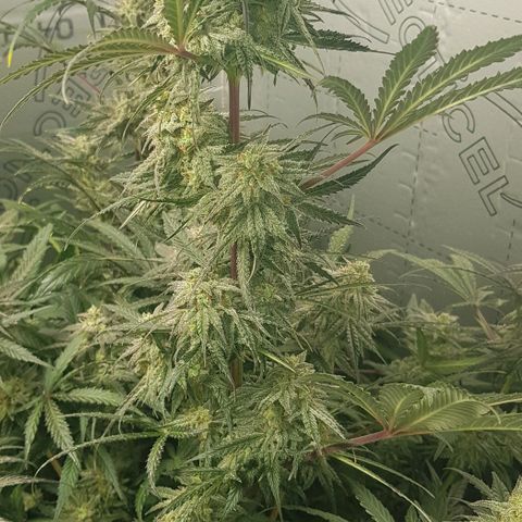 Bruce Banner Auto growlog photo: GSC moved too middle. 
Bruce banner moved too left. 
AK-47 just adjusted a few branches but looks fine. Stints of purple appearing on stem and leaves as per out door grow. 