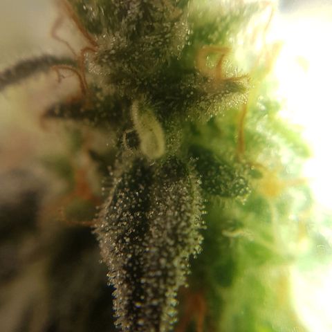 Bruce Banner Auto growlog photo: All girls looking good.  