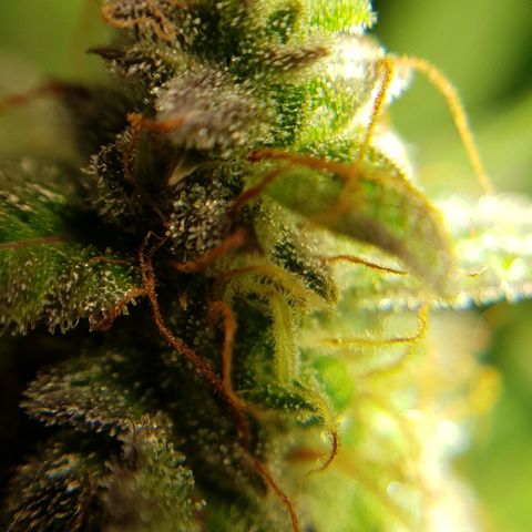Bruce Banner Auto growlog photo: All girls looking good.  