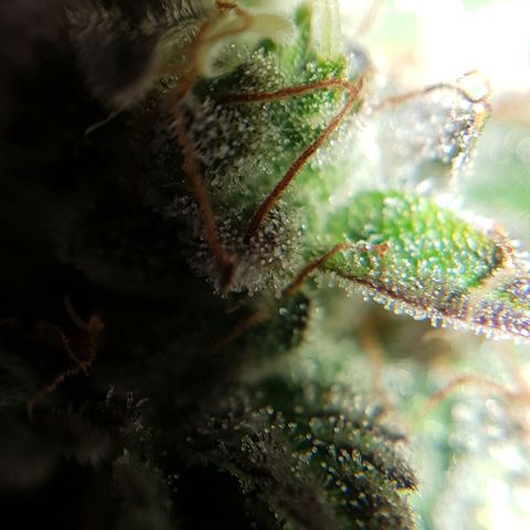 Bruce Banner Auto growlog photo: All girls looking good.  