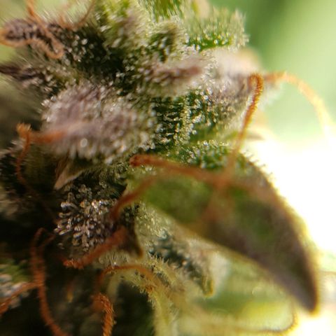 Bruce Banner Auto growlog photo: All girls looking good.  