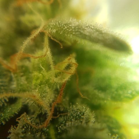 Bruce Banner Auto growlog photo: All girls looking good.  